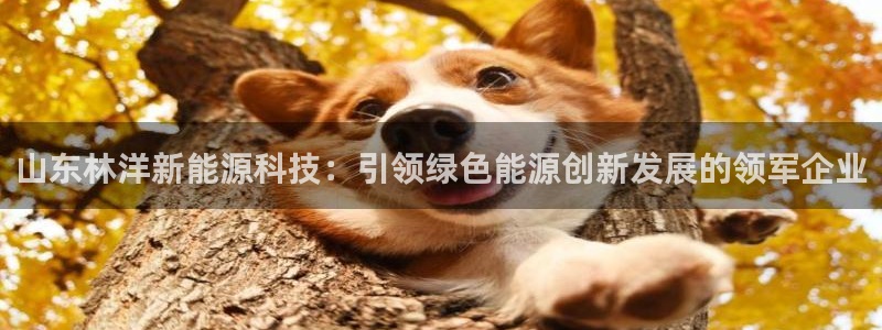 sunbet最新登陆